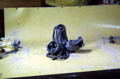 clayanimation