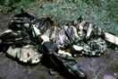 103-19772plusfillins
